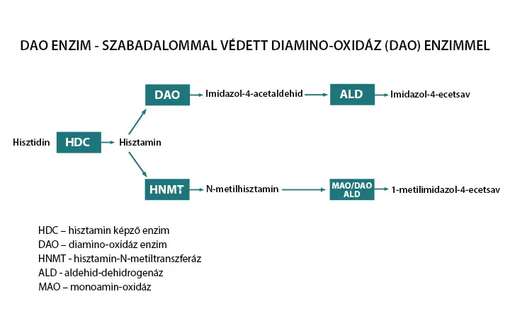 naturtanya-dao-enzim-hisztamin-dieta-hisztaminmetabolizmus-dia